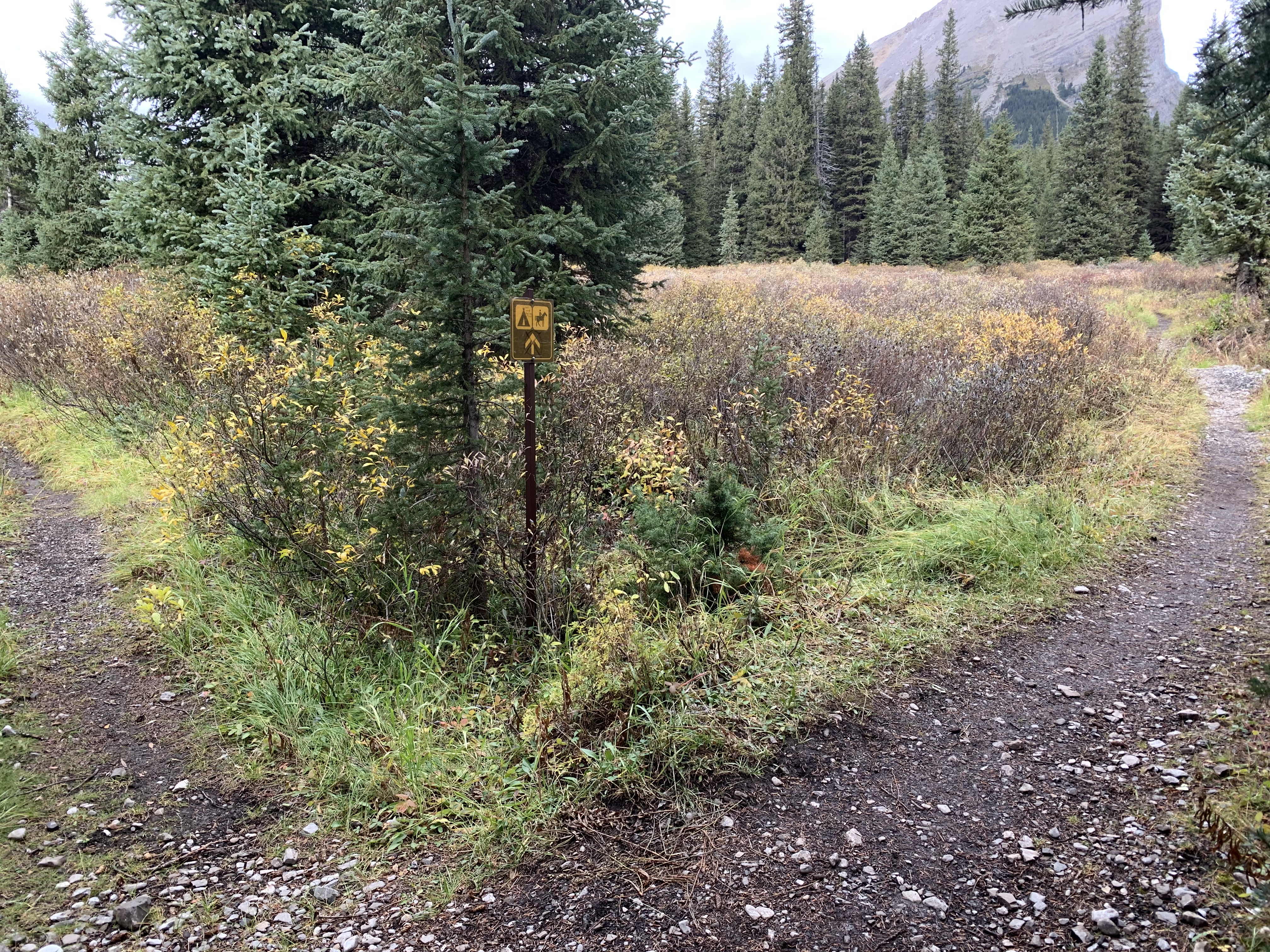 A turn on the Assiniboine Pass Trail