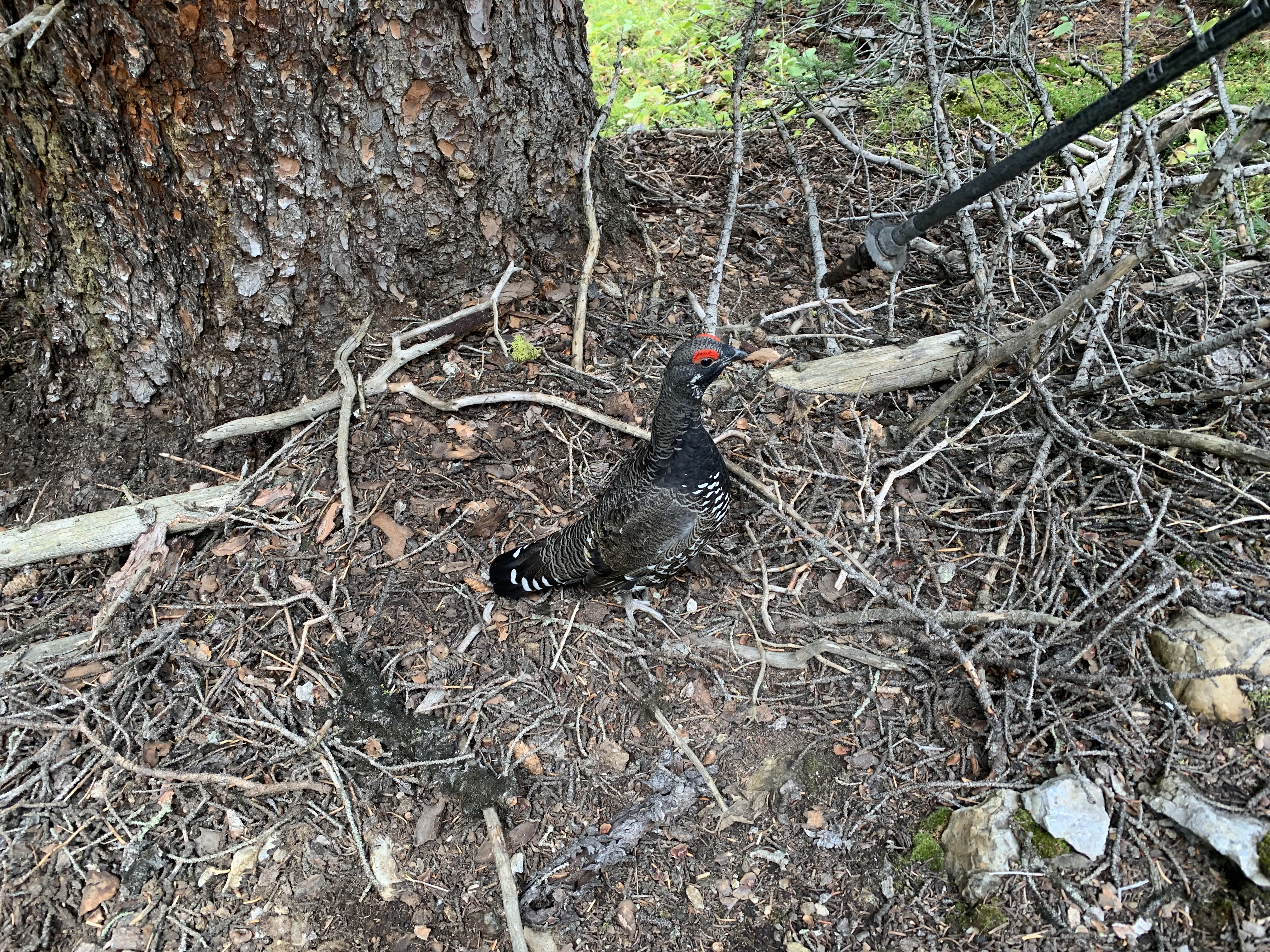 A grouse on the way from Assiniboine Pass to Lake Magog