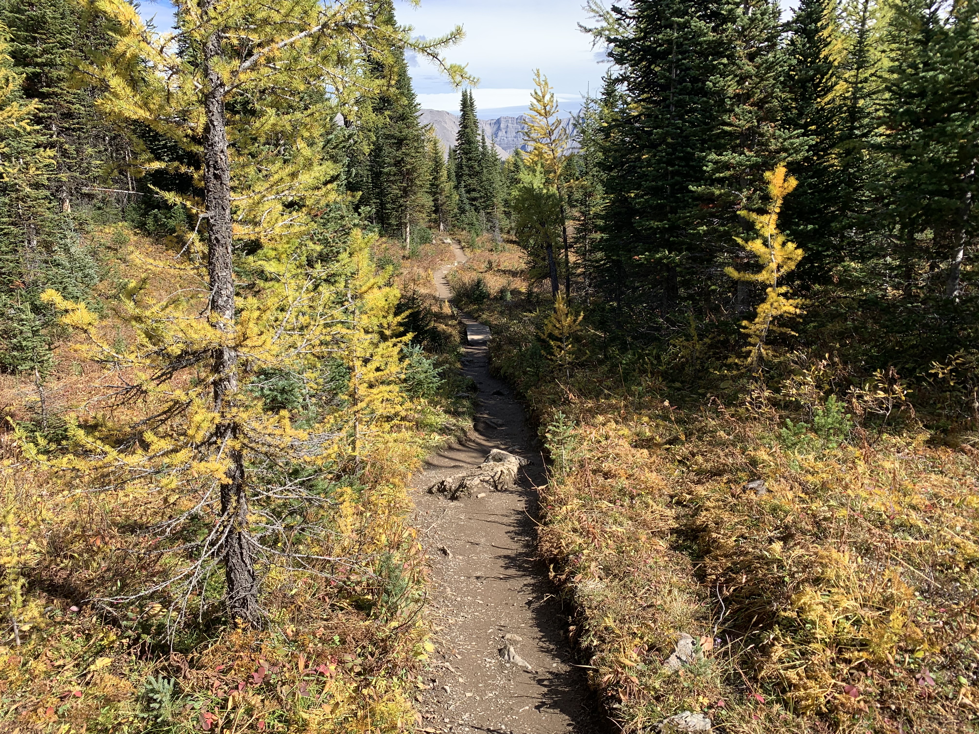 The trail from Lake Magog Campground to Assiniboine Lodge