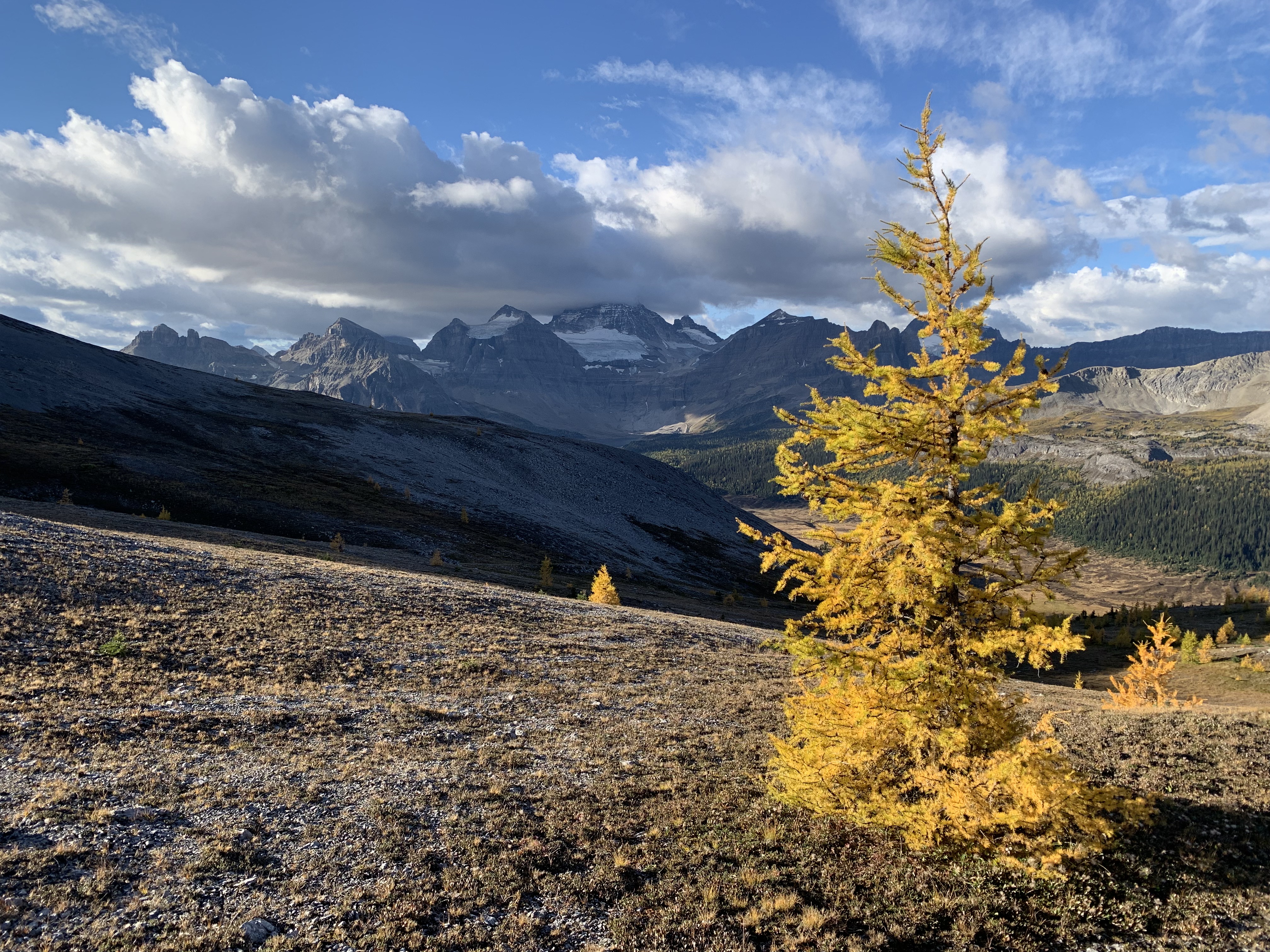 Larches and Mount Assiniboine from Cave Mountain