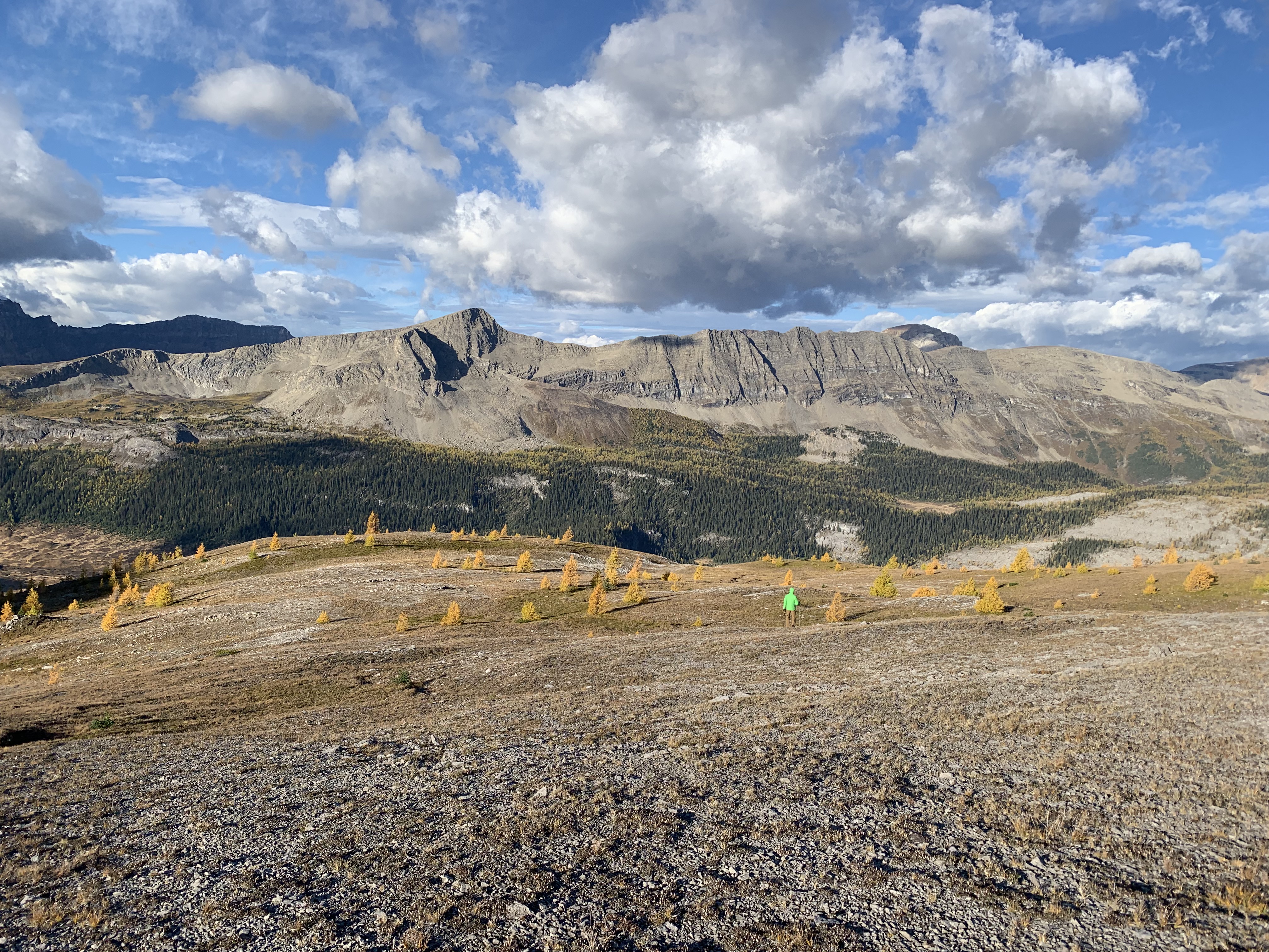 Larches on Cave Mountain