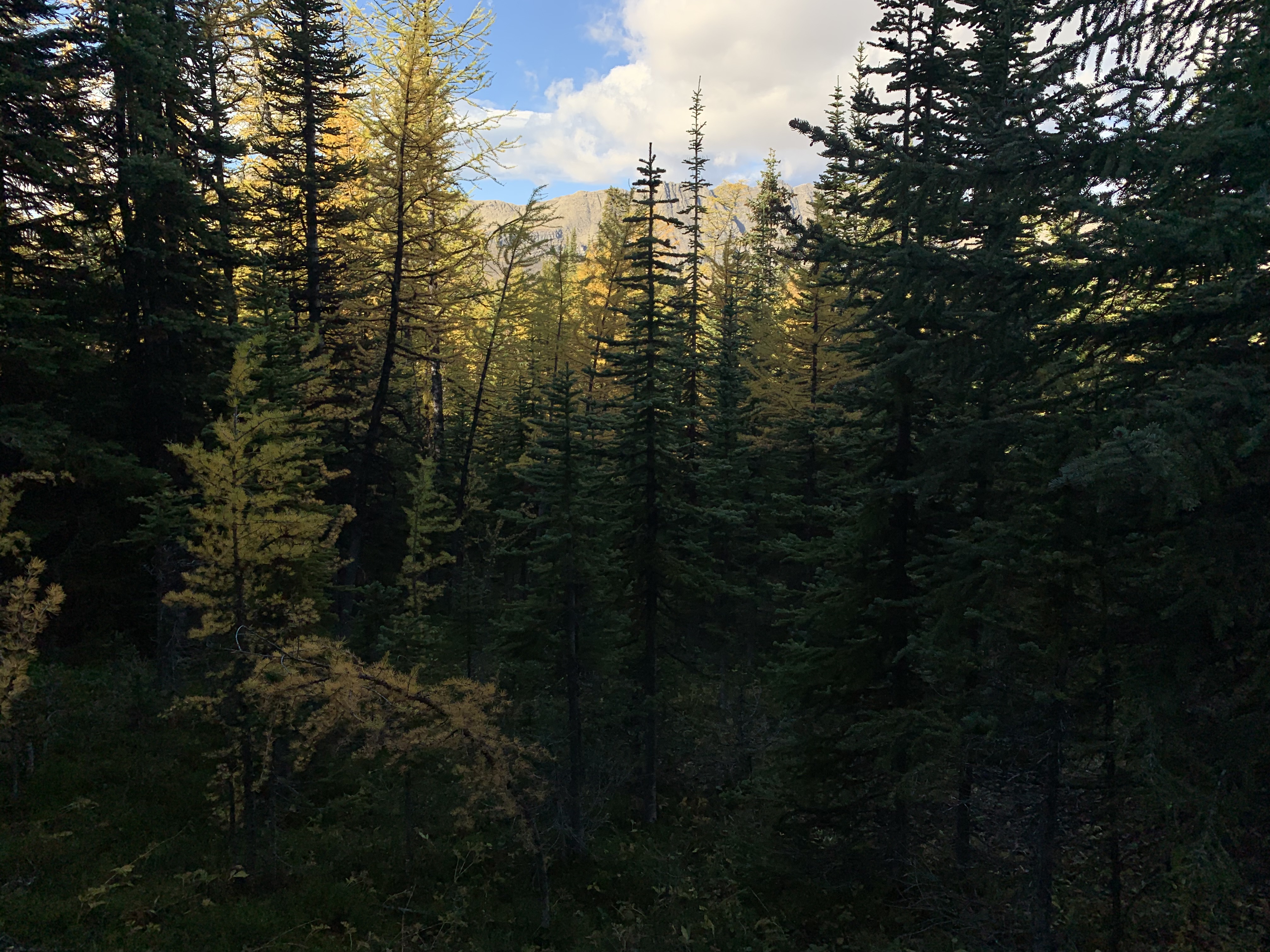 Bushwhacking on the descent from Cave Mountain