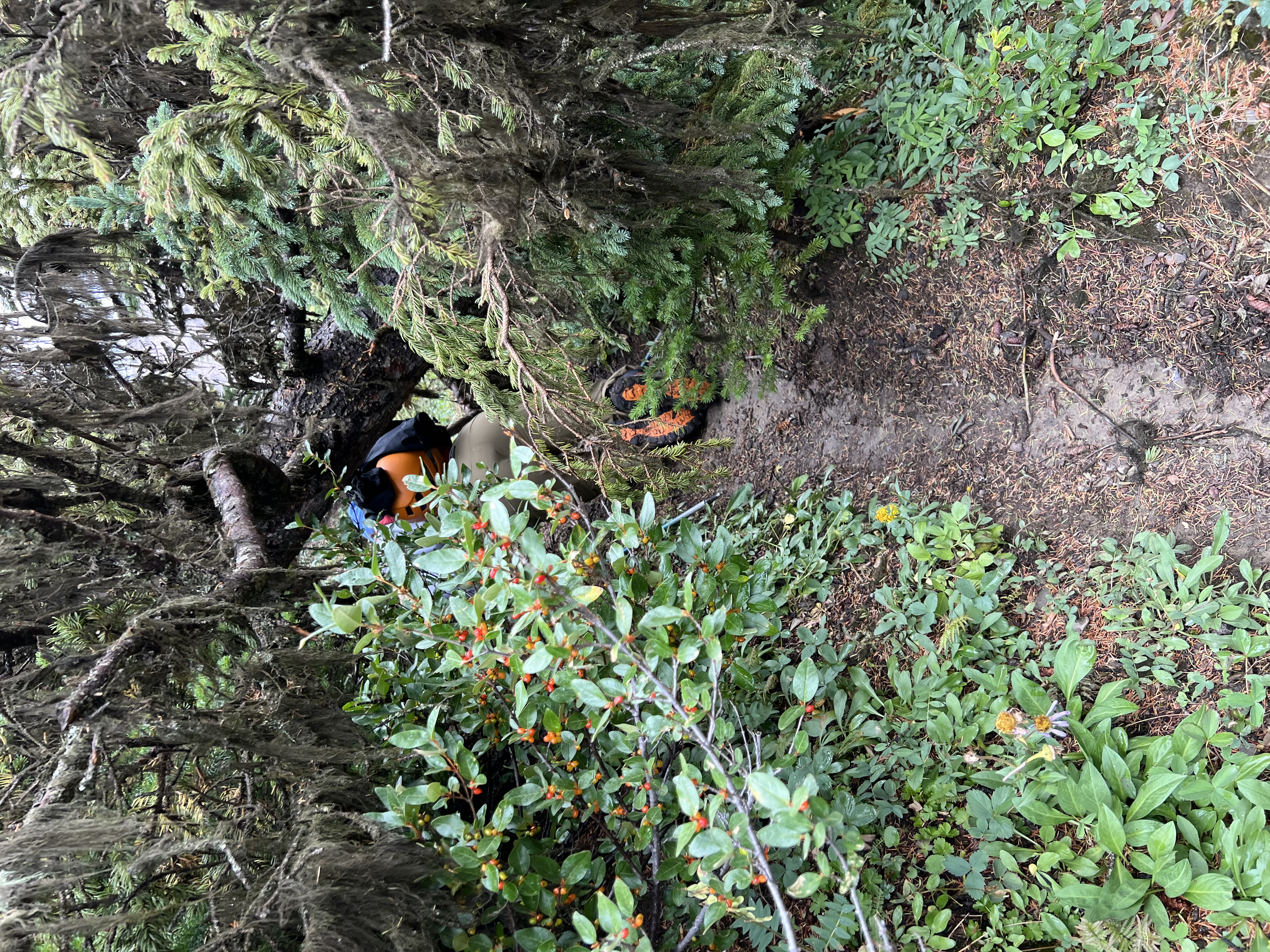 Deadfalls on the Mount Field Trail