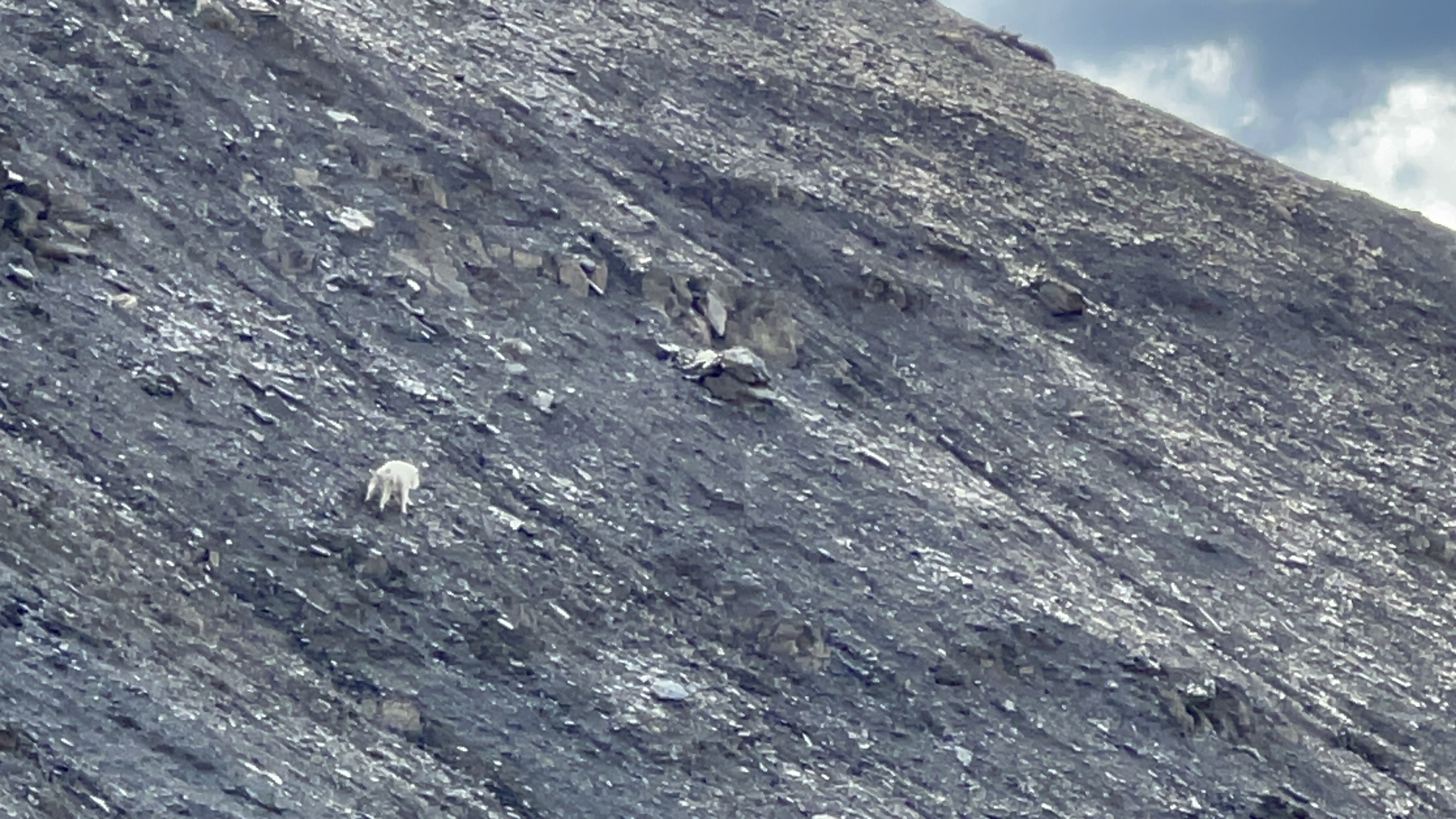 A goat crossing a scree slope.