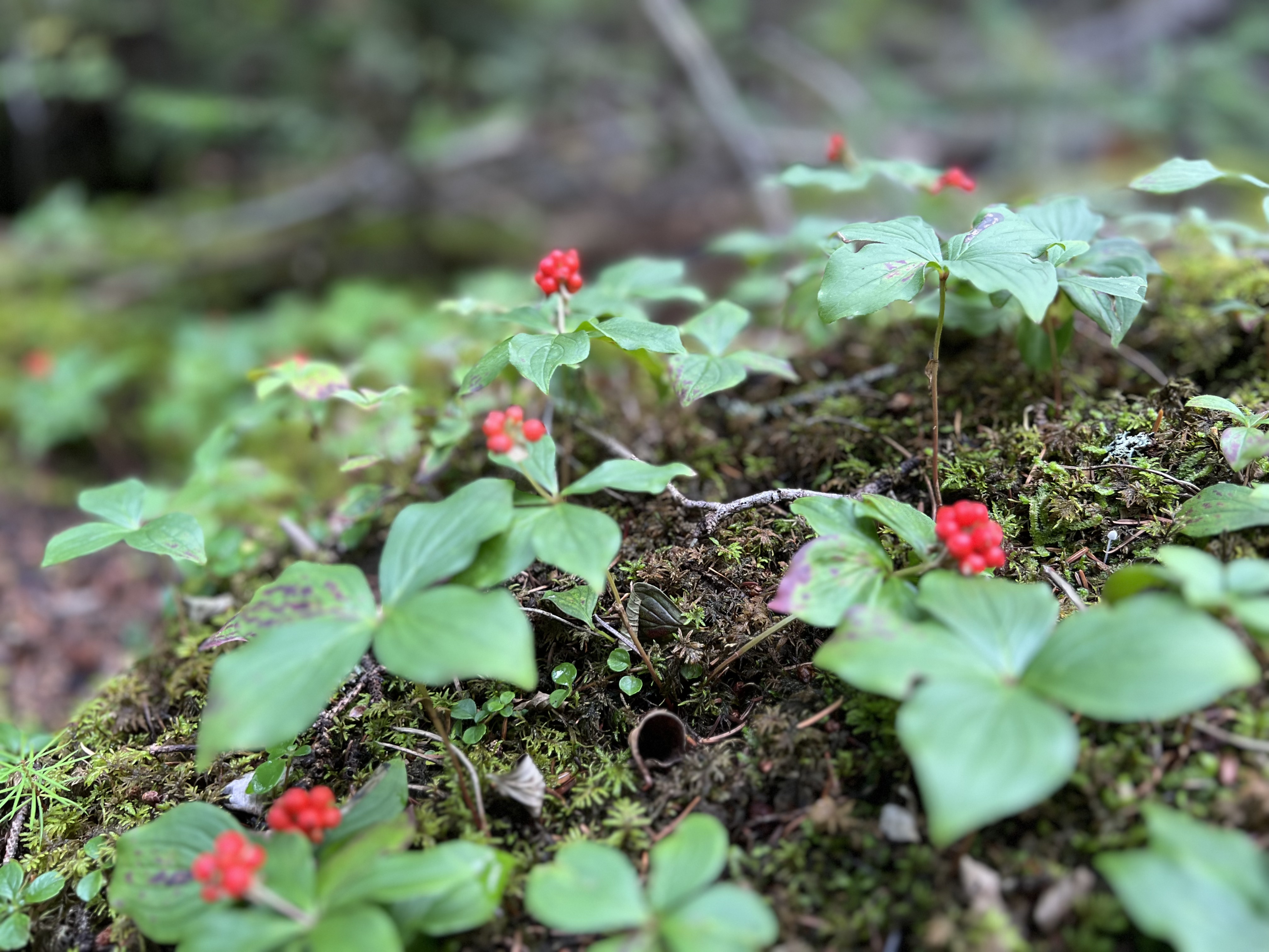 Berries on the Burgess Pass Trail