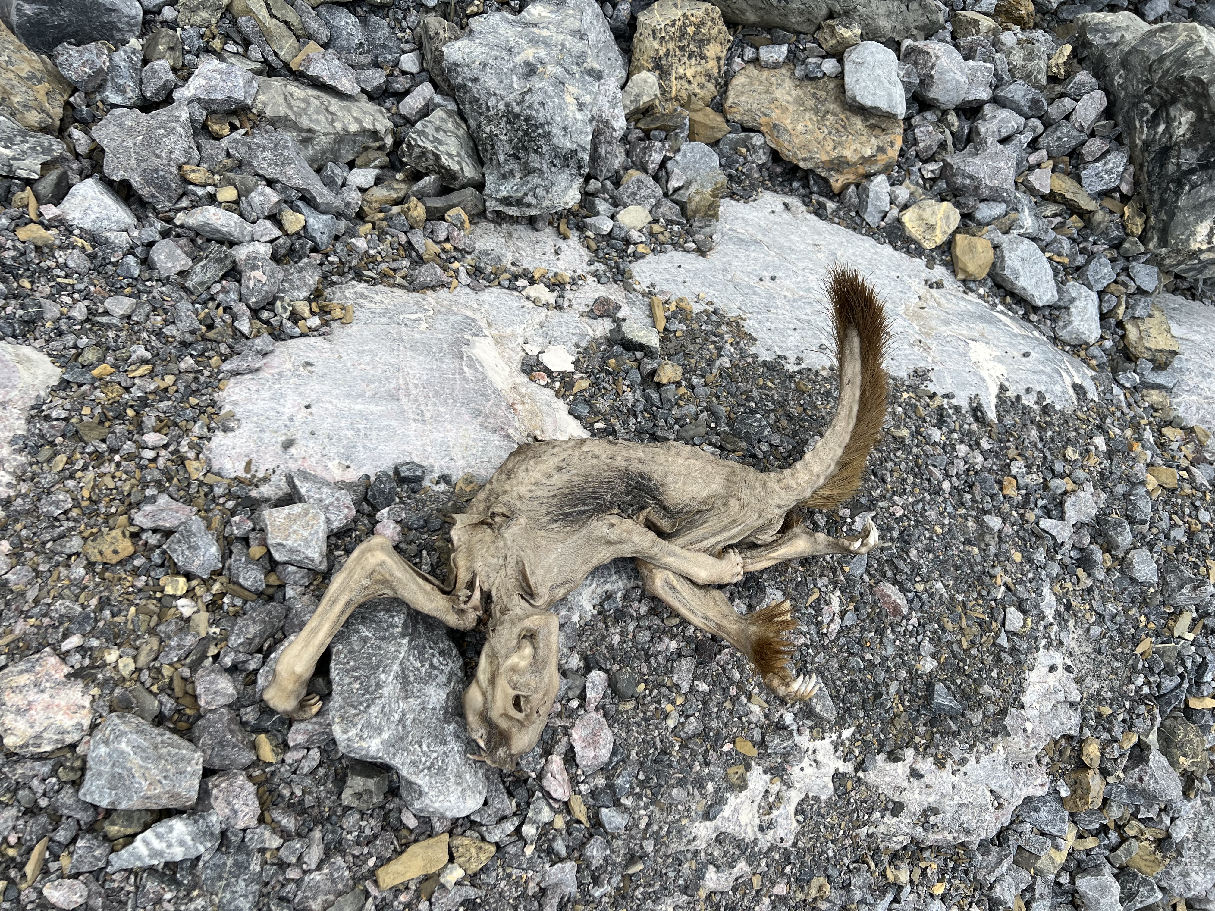 A dead marmot, fully preserved below Watermelon Peak