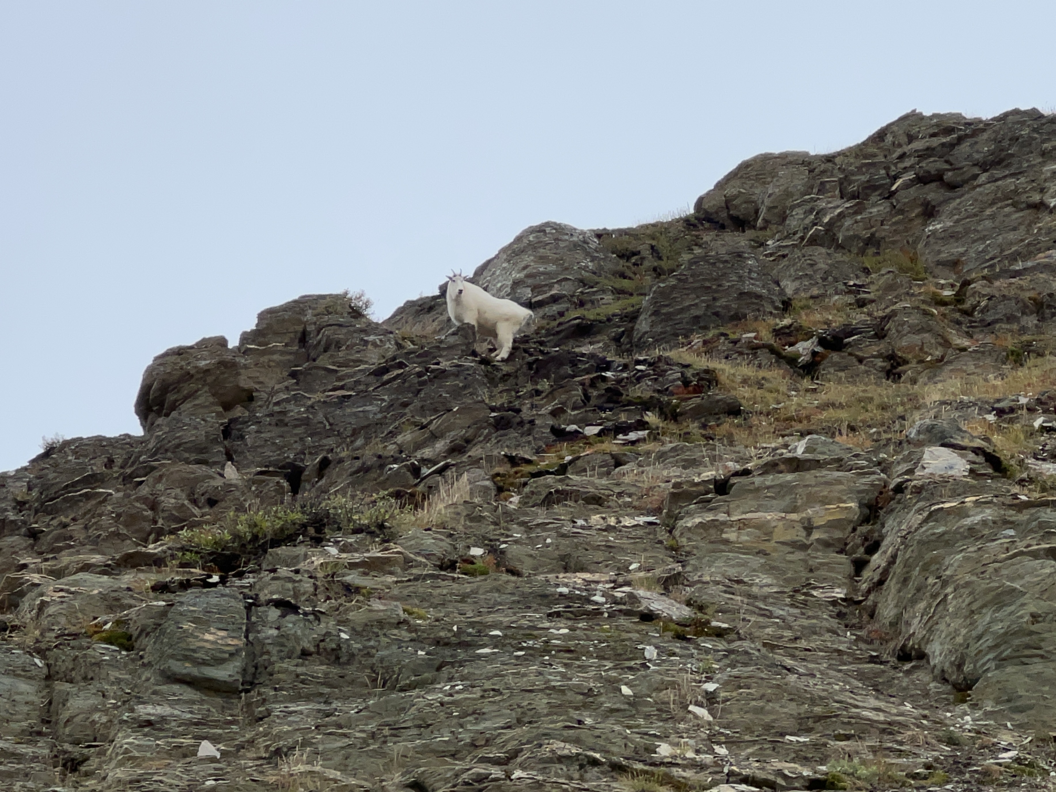 A goat on Nub Peak/Chuck's Ridge