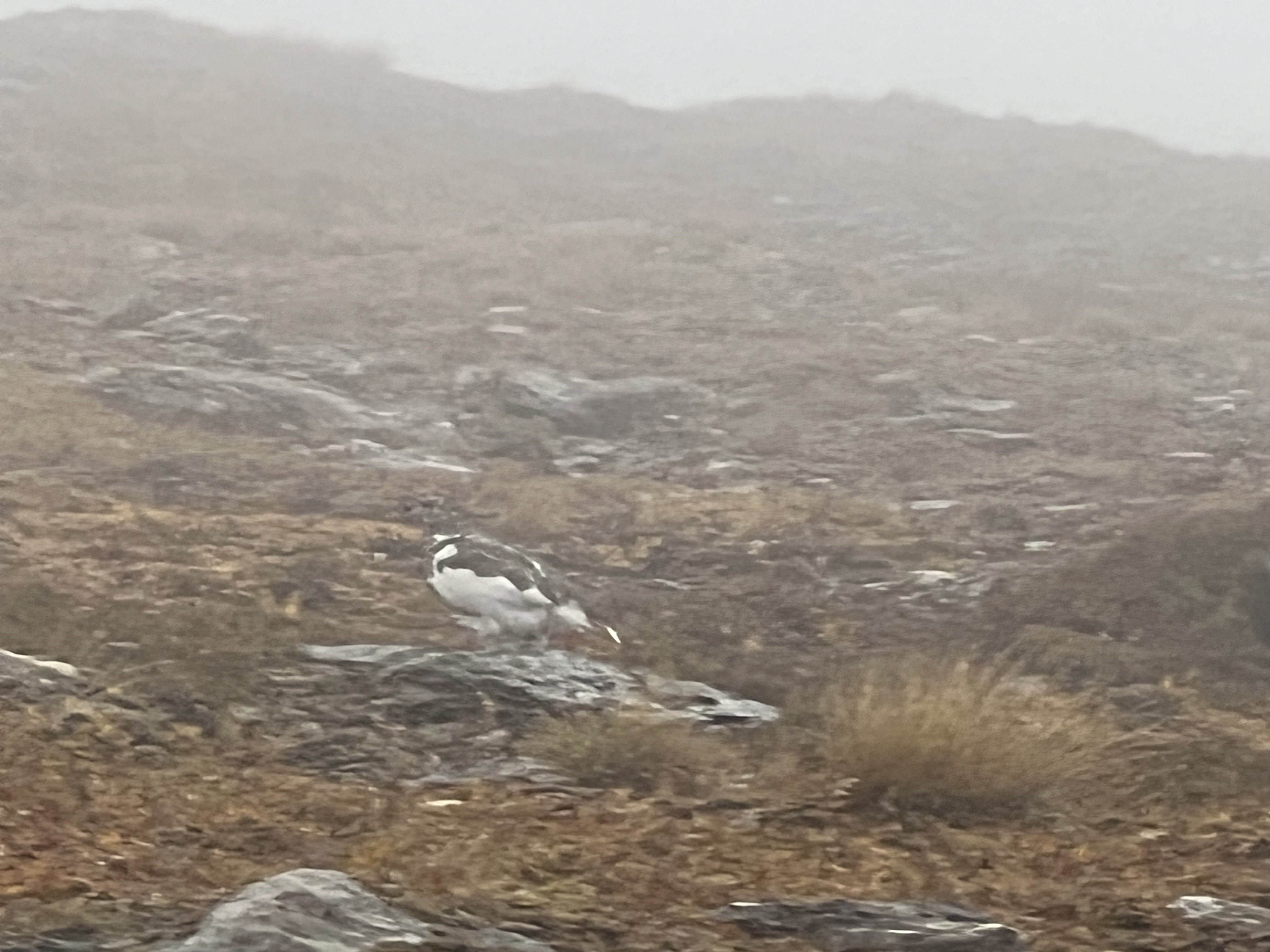 A ptarmigan in the meadow on Nub Peak