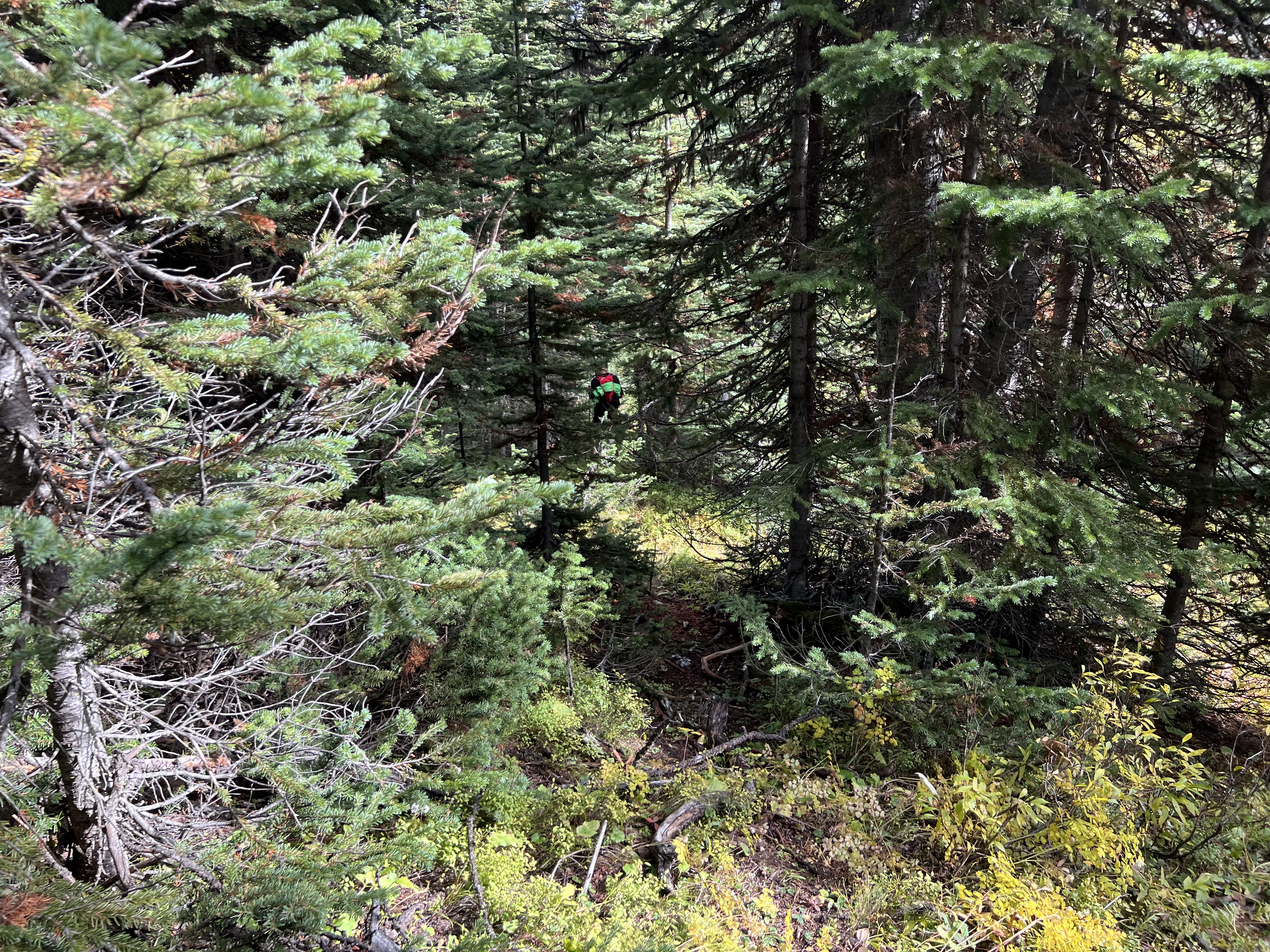 Bushwhacking on the descent from Sunburst Peak