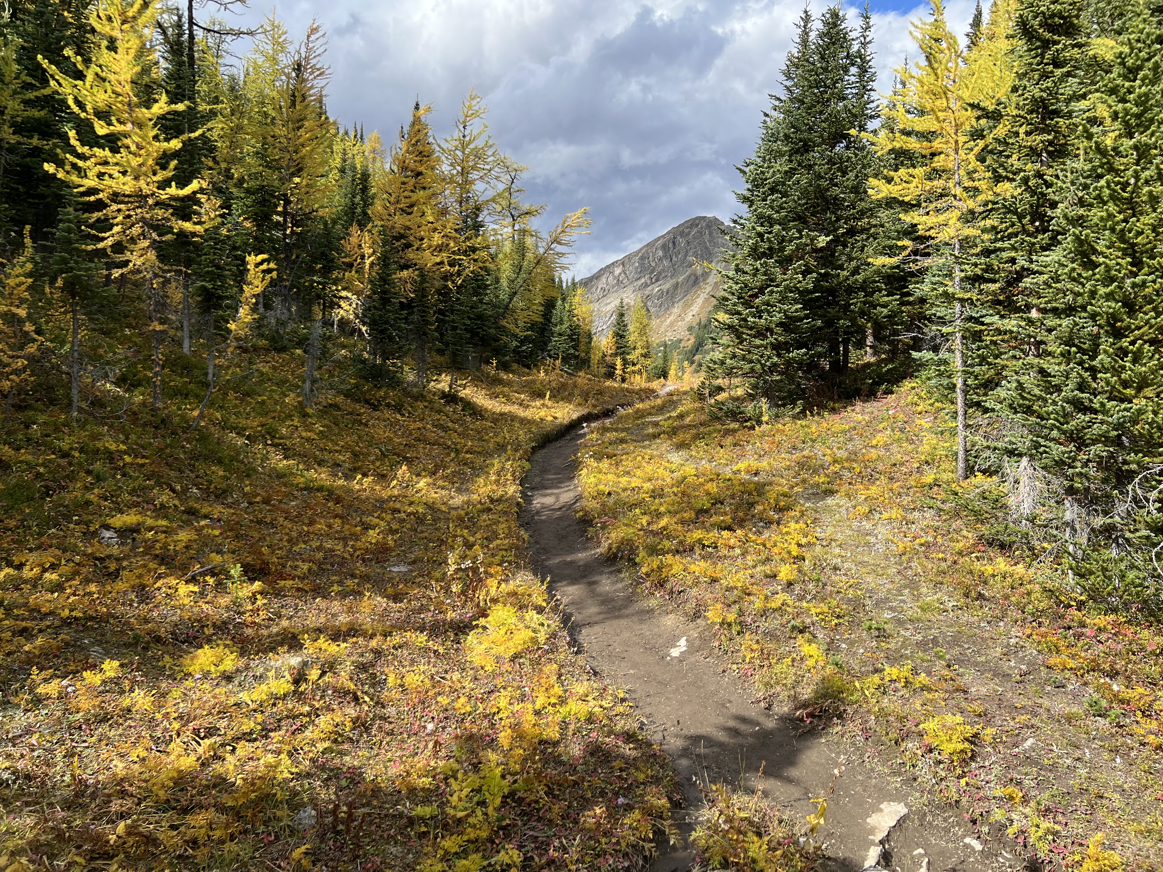 Larches on the way to The Nublet