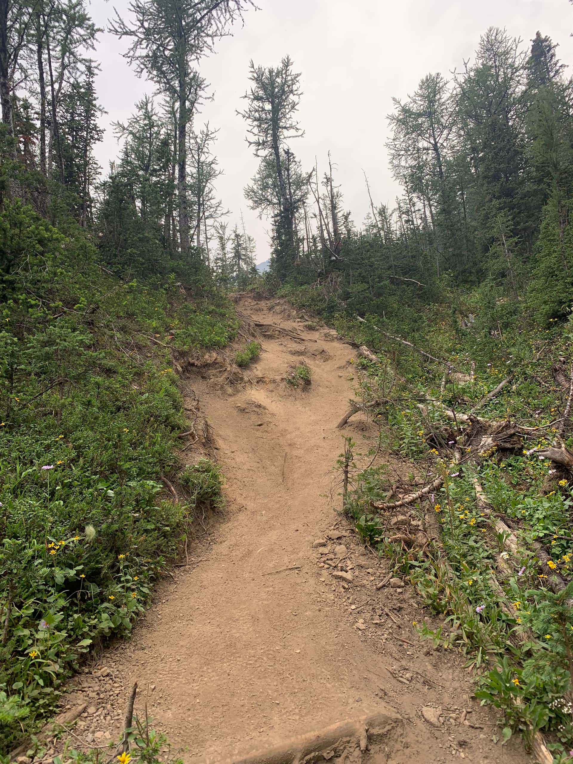 Steep dirt trail descending from Tent Ridge