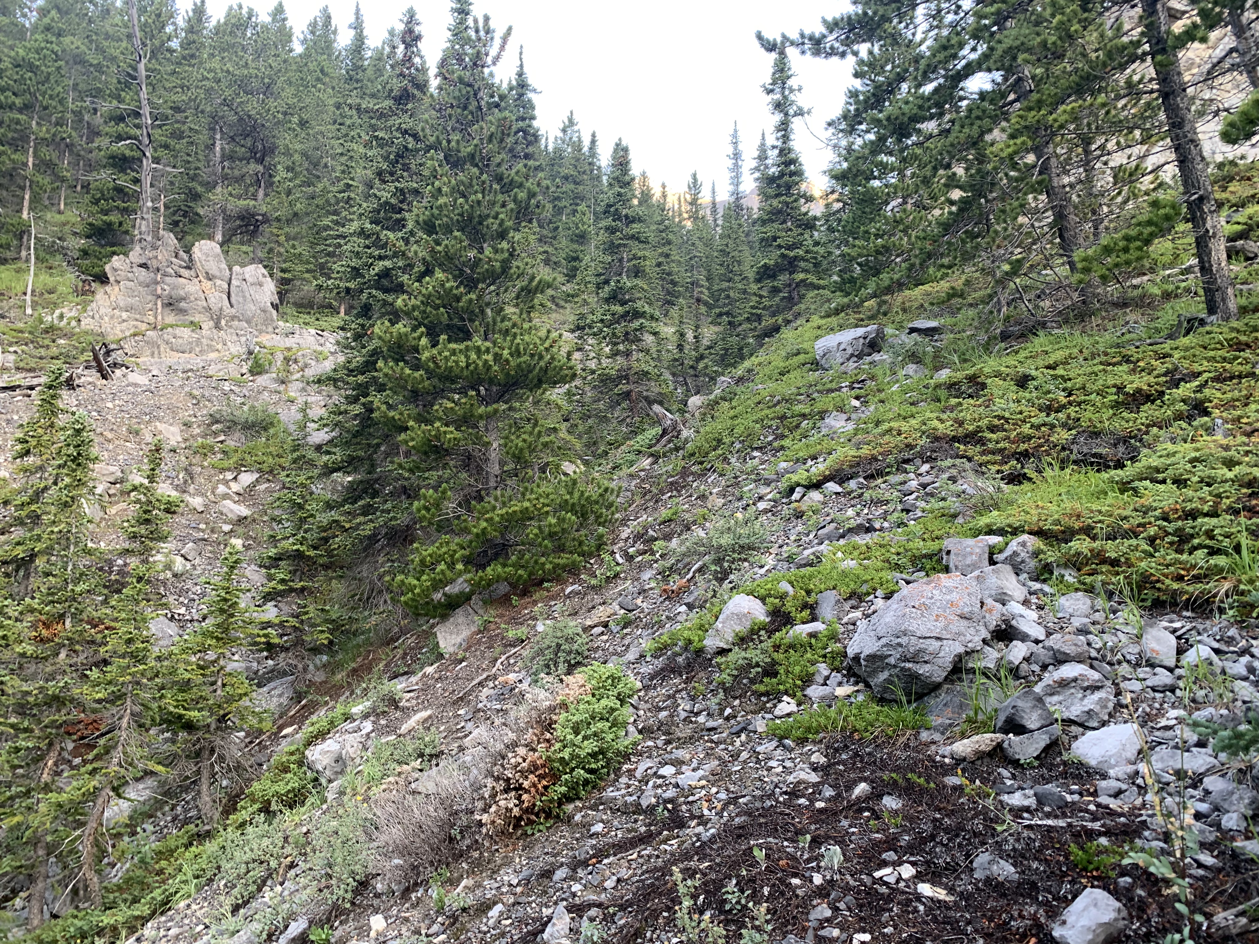 Back on the right side of the drainage for Mount Remus. Actually we were in the middle of two drainages at this point. This is the place that you want to be.