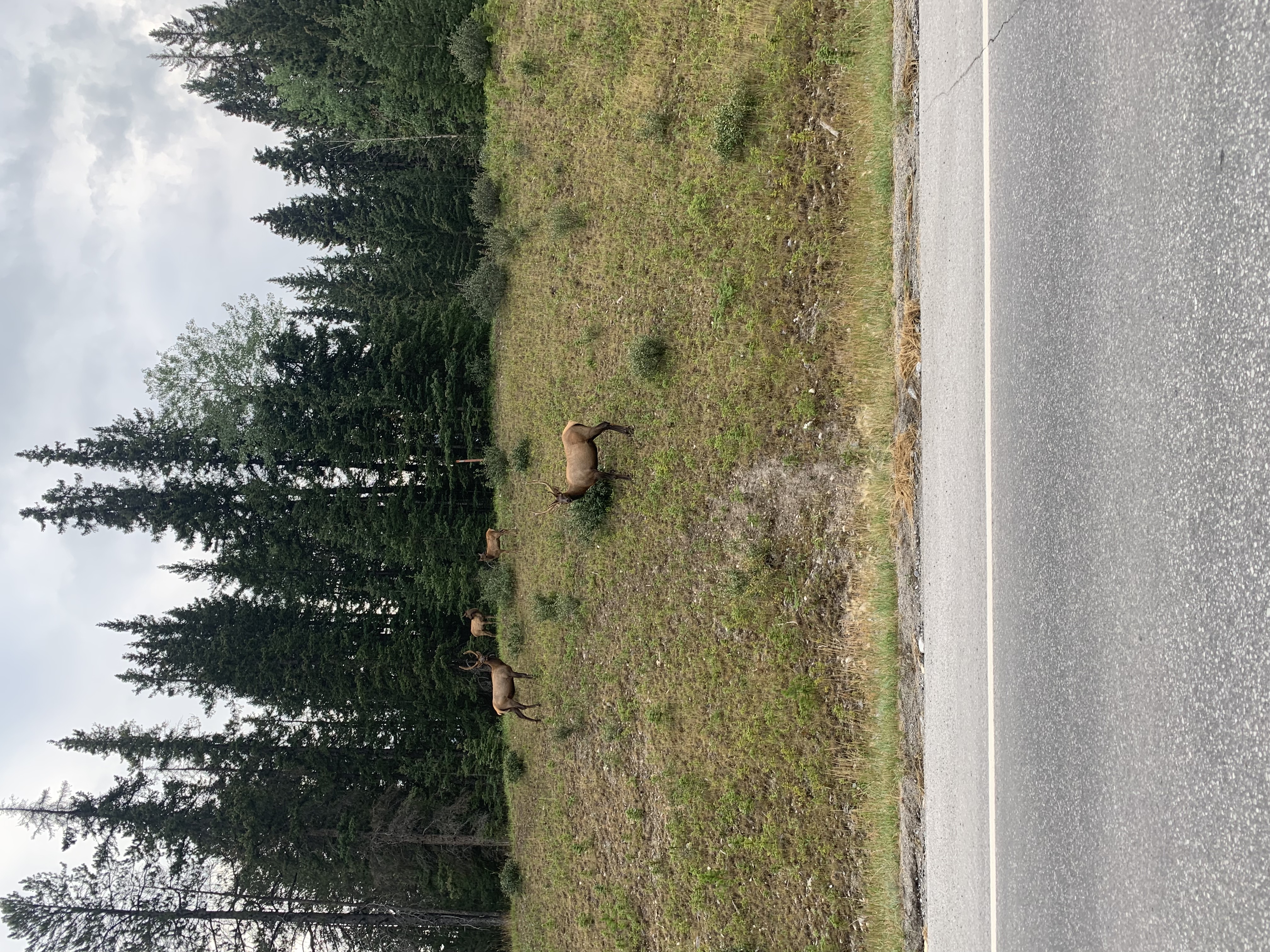 We saw a massive herd of Elk while passing through the Three Sisters area.