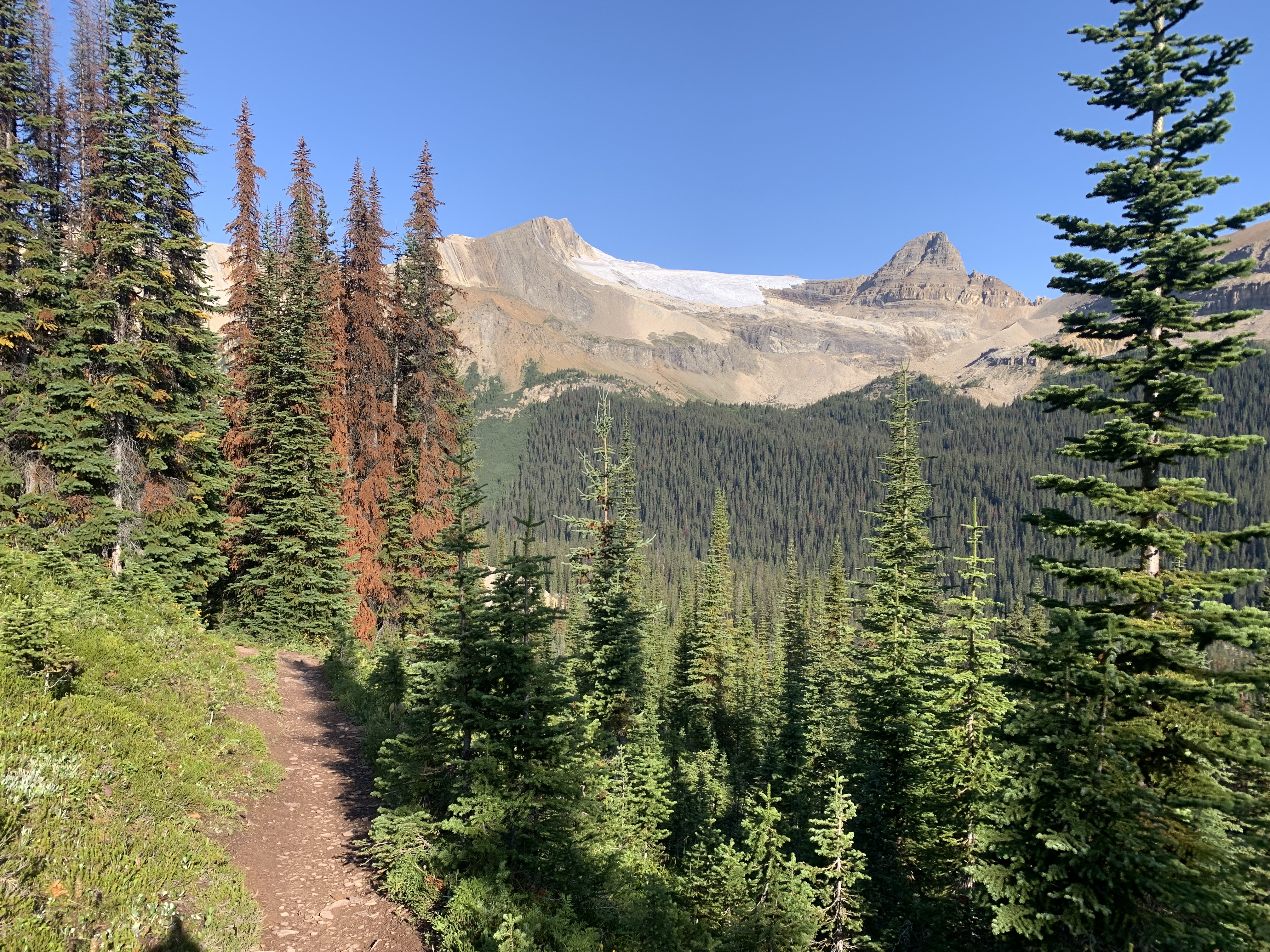 Mount McArthur and Isolated Peak from the Iceline Trail