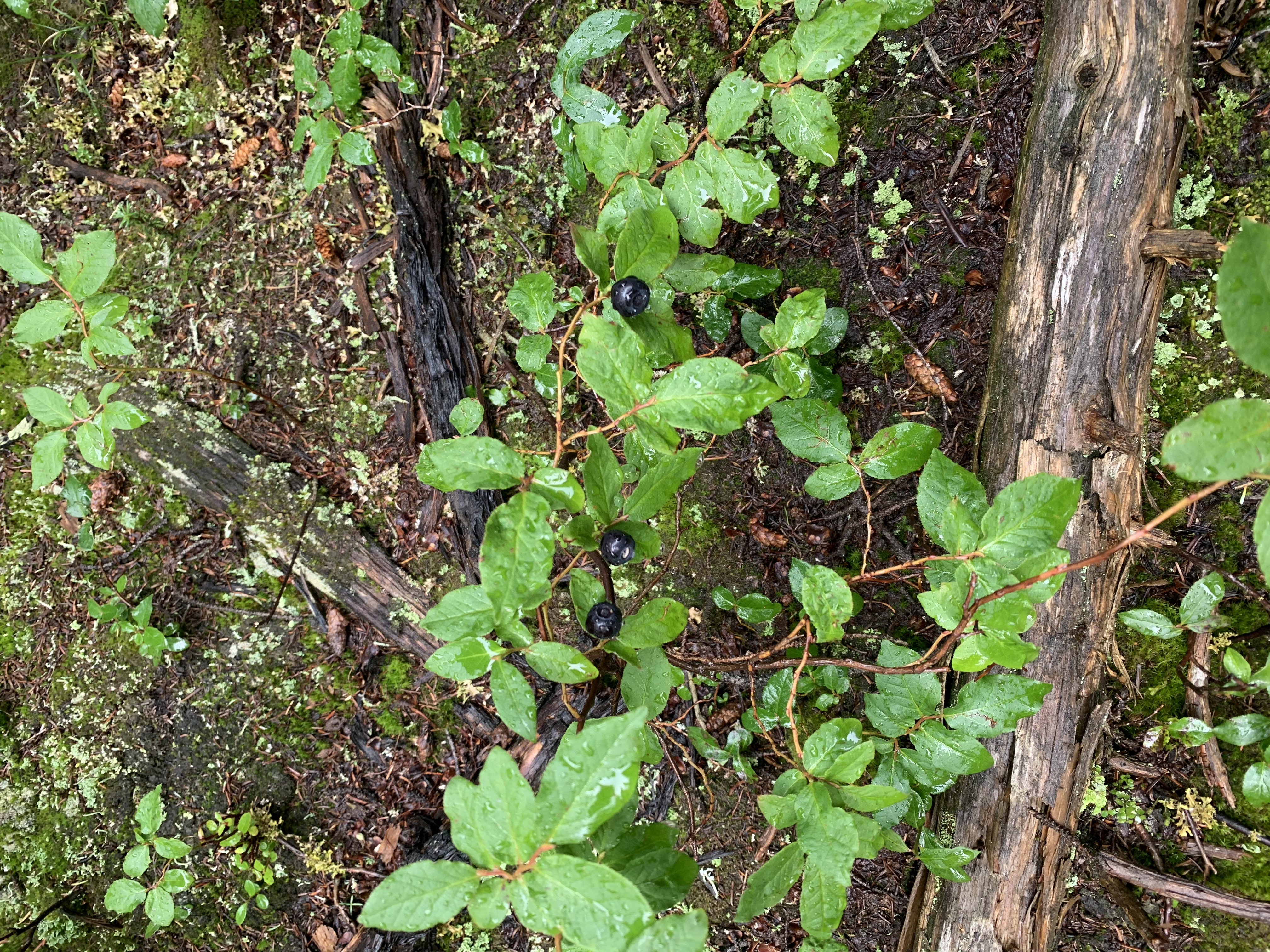 Blueberries on the way to Twin Falls campground