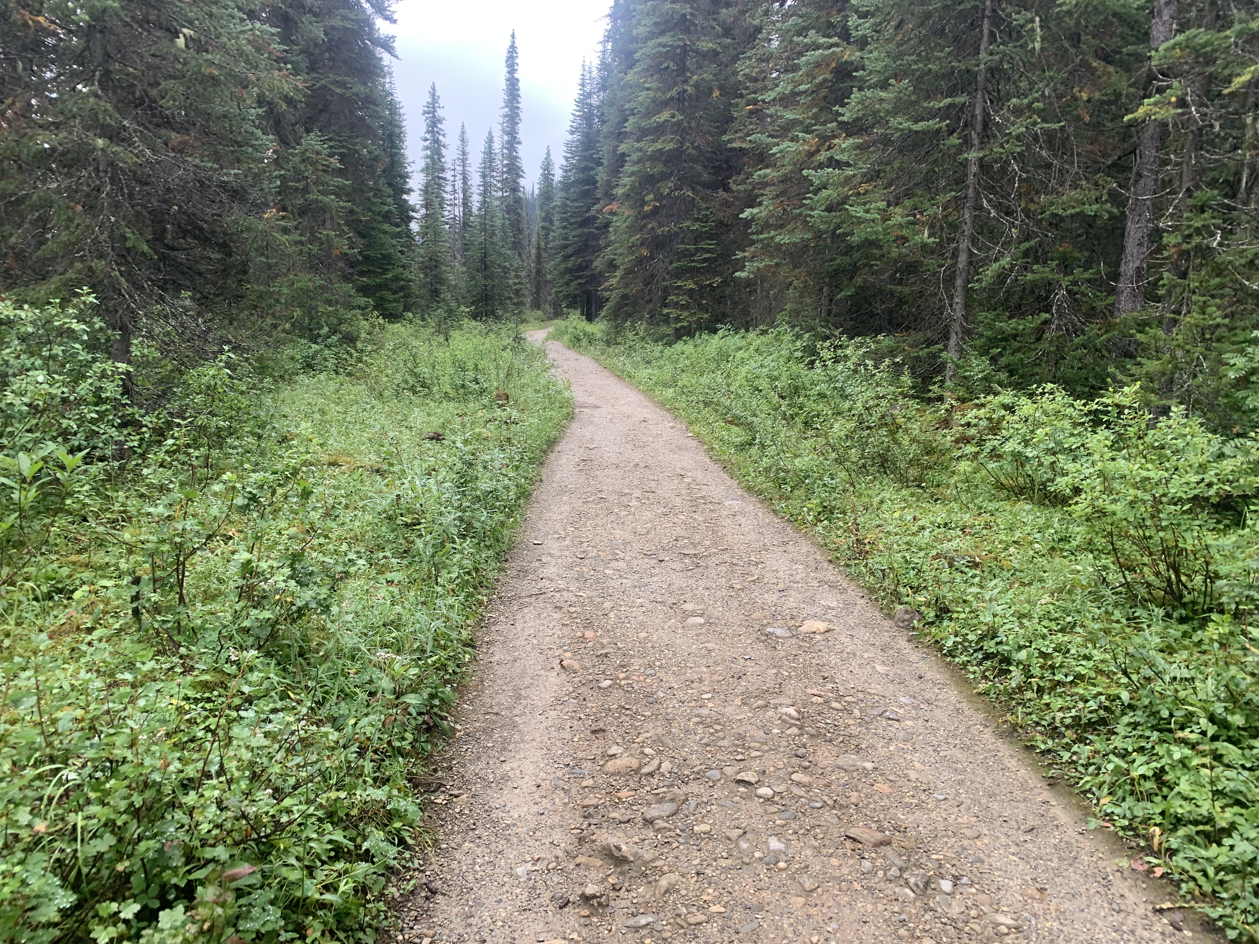 The large Yoho Valley Trail