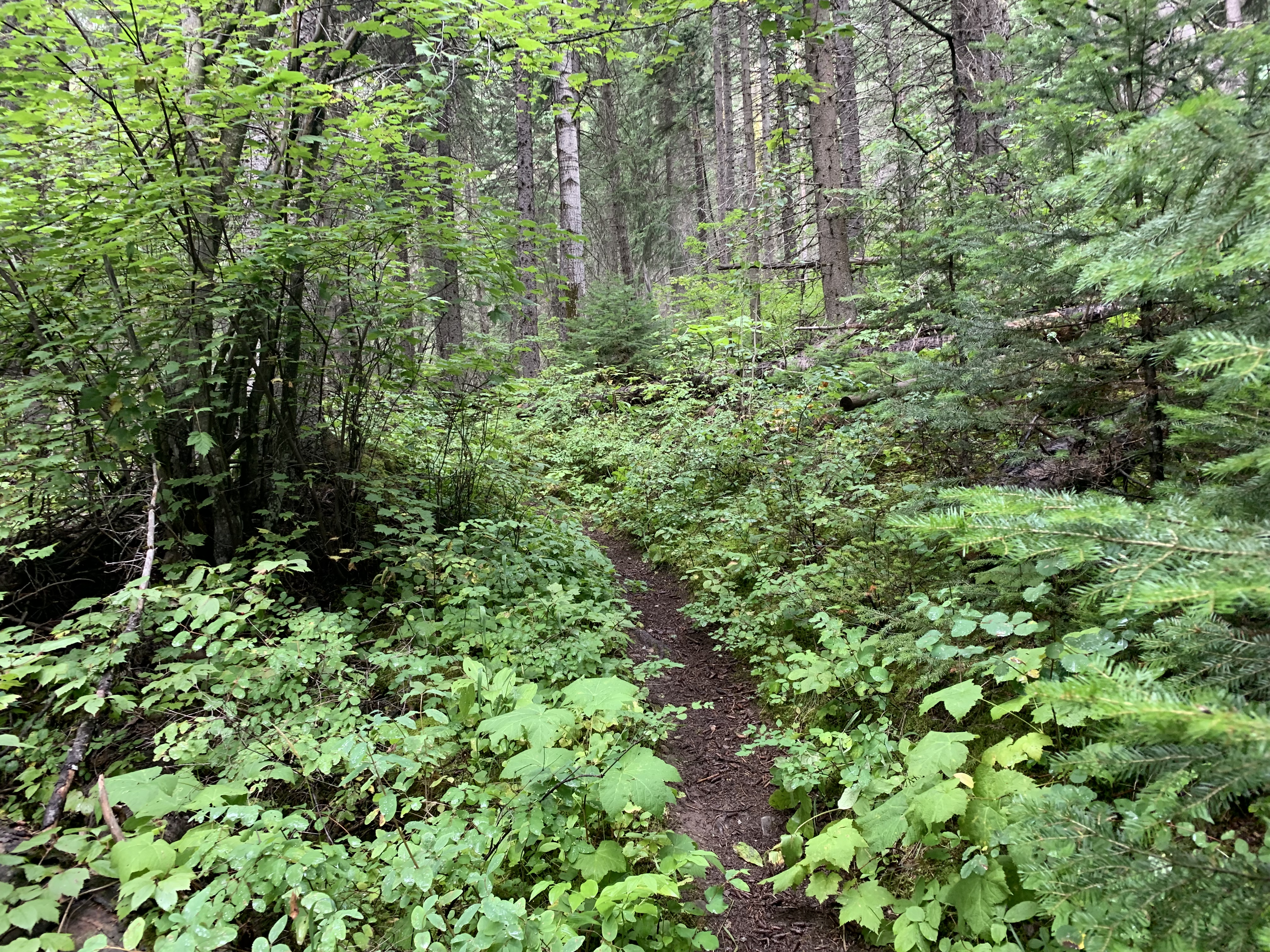 The Burgess Pass Trail