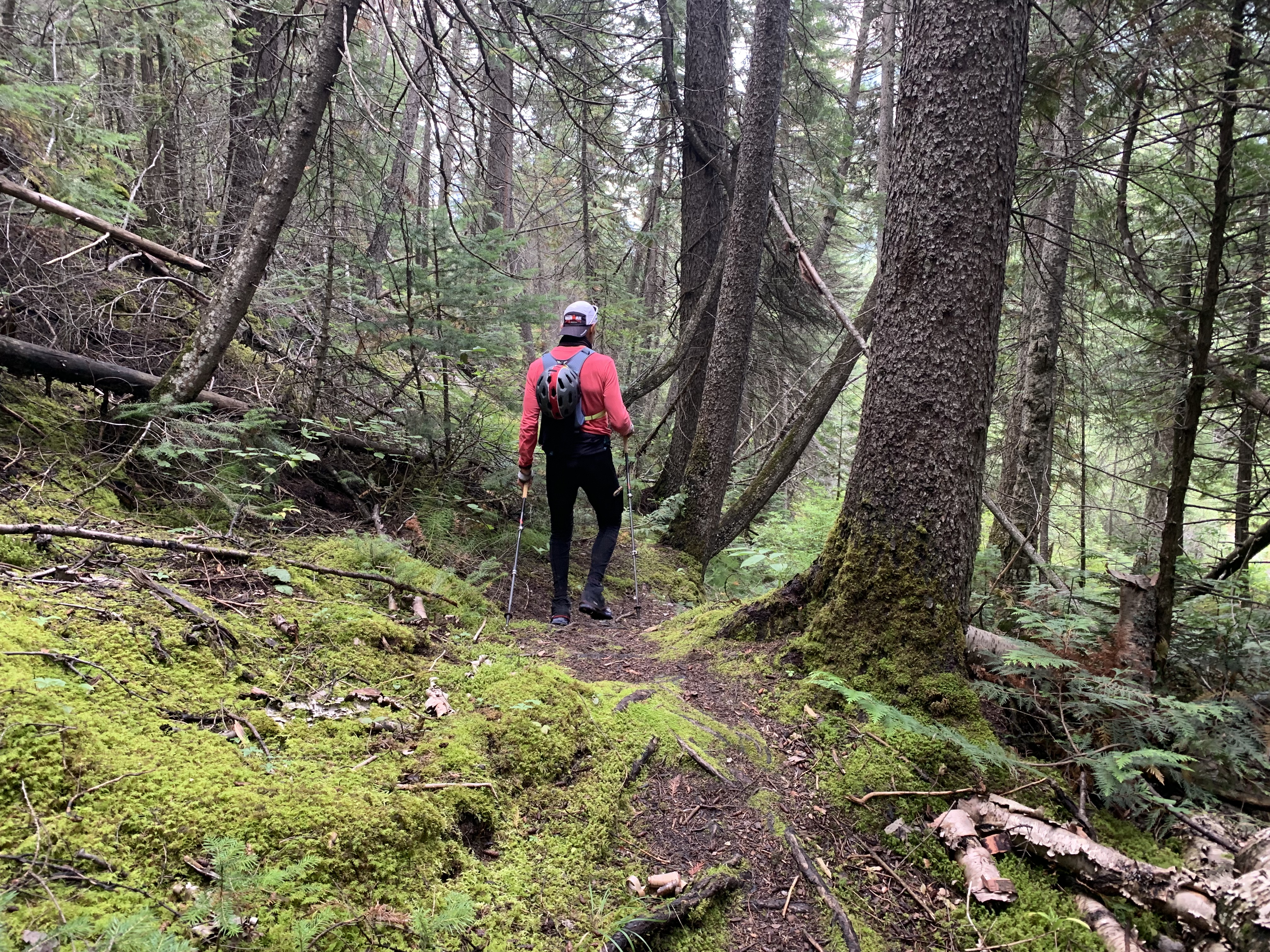 Mossy trail on the Burgess Pass Trail