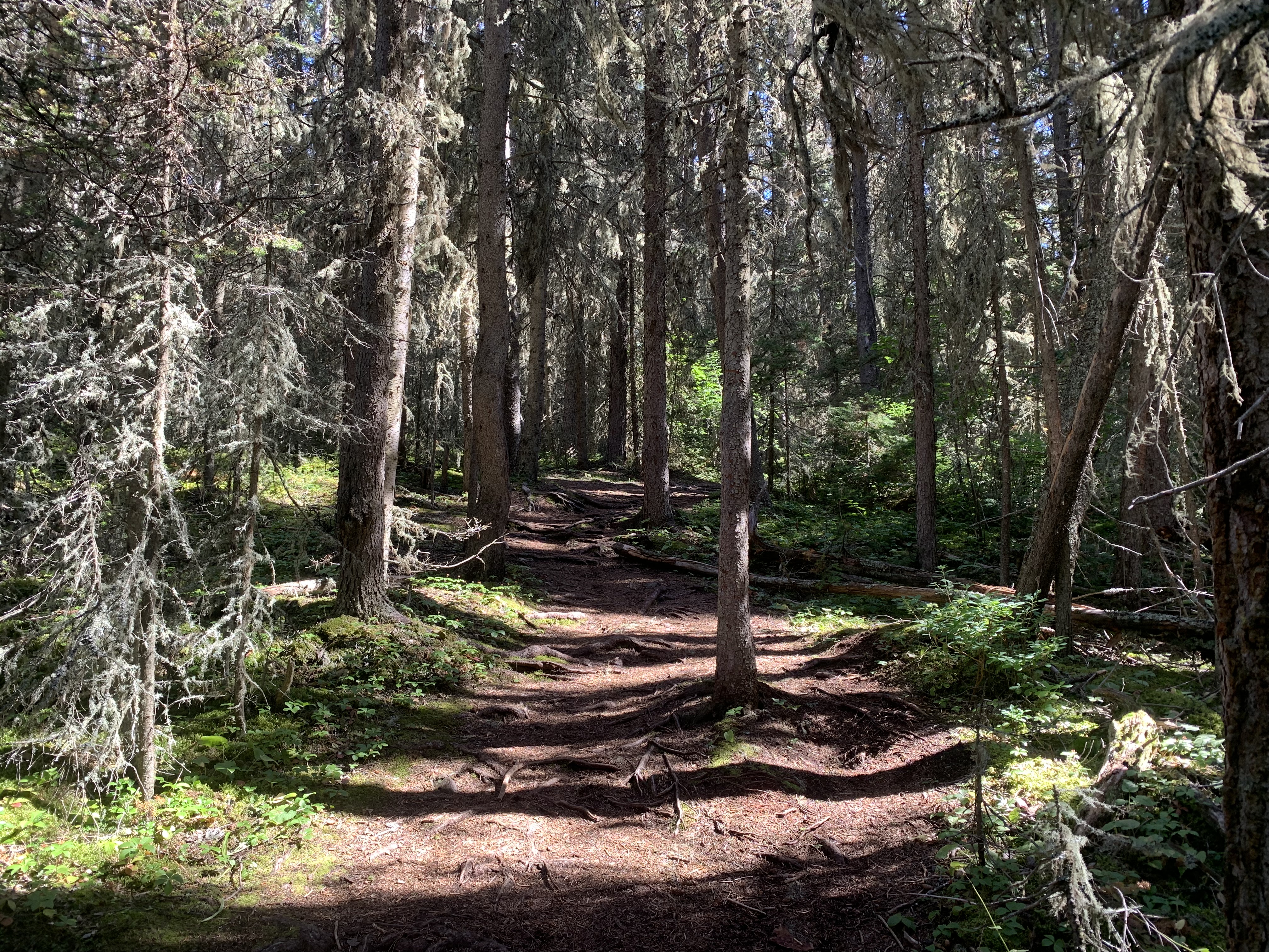 Stoney Squaw Mountain trail