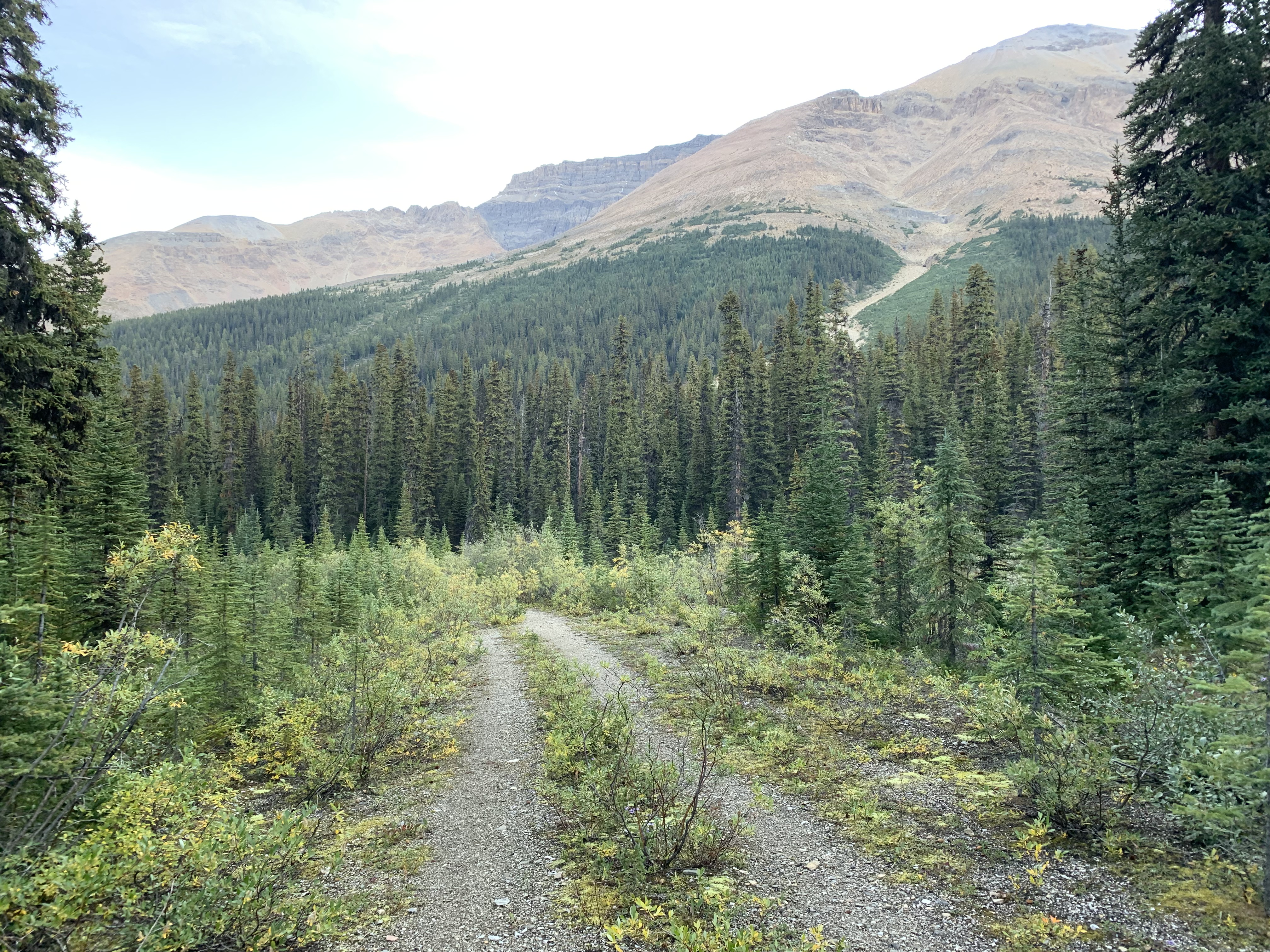 The old road leading to Observation Peak