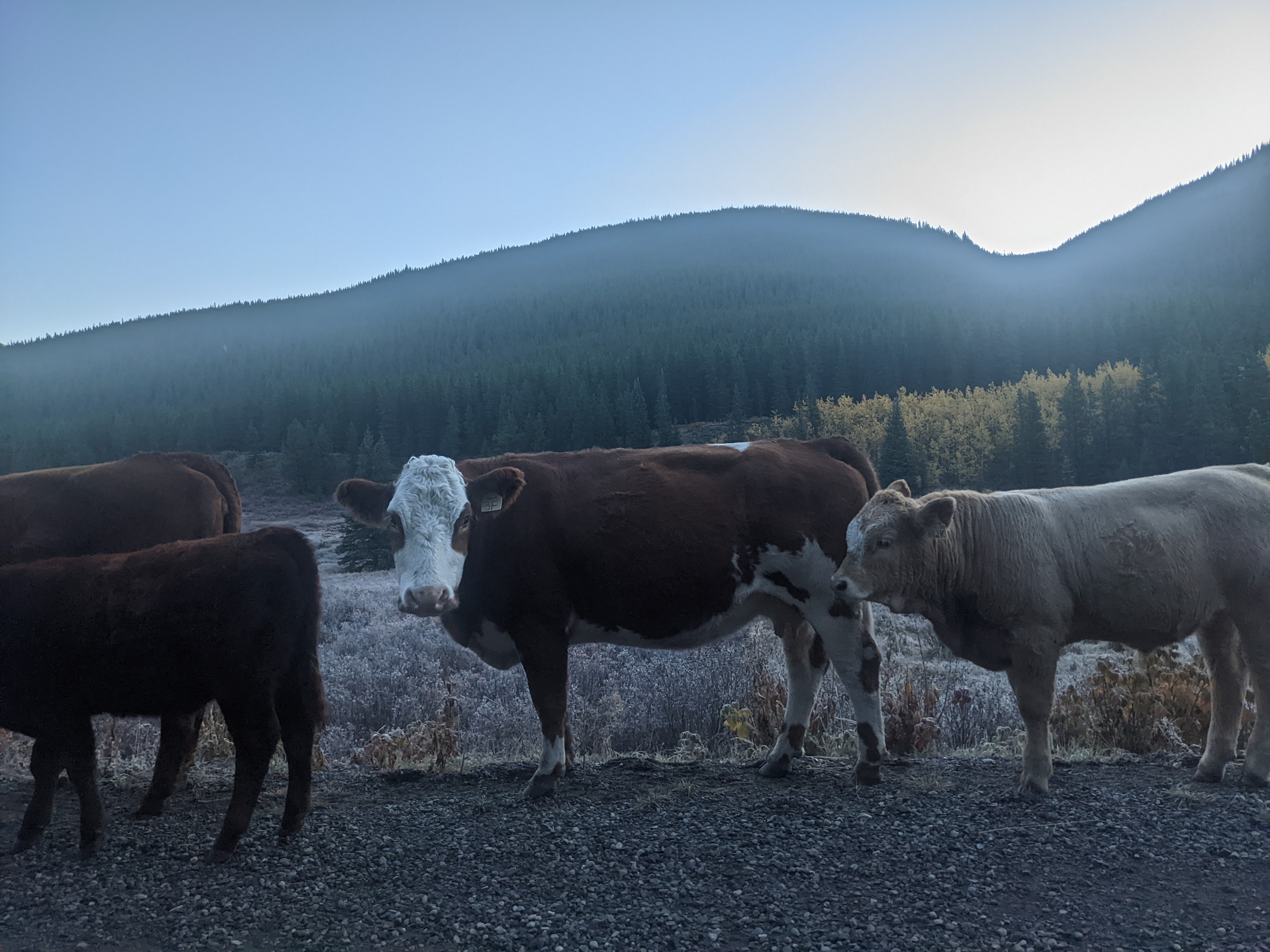 This cow on Powderface Trail can see your soul as you’re driving. She can even see yours too as you’re reading this.