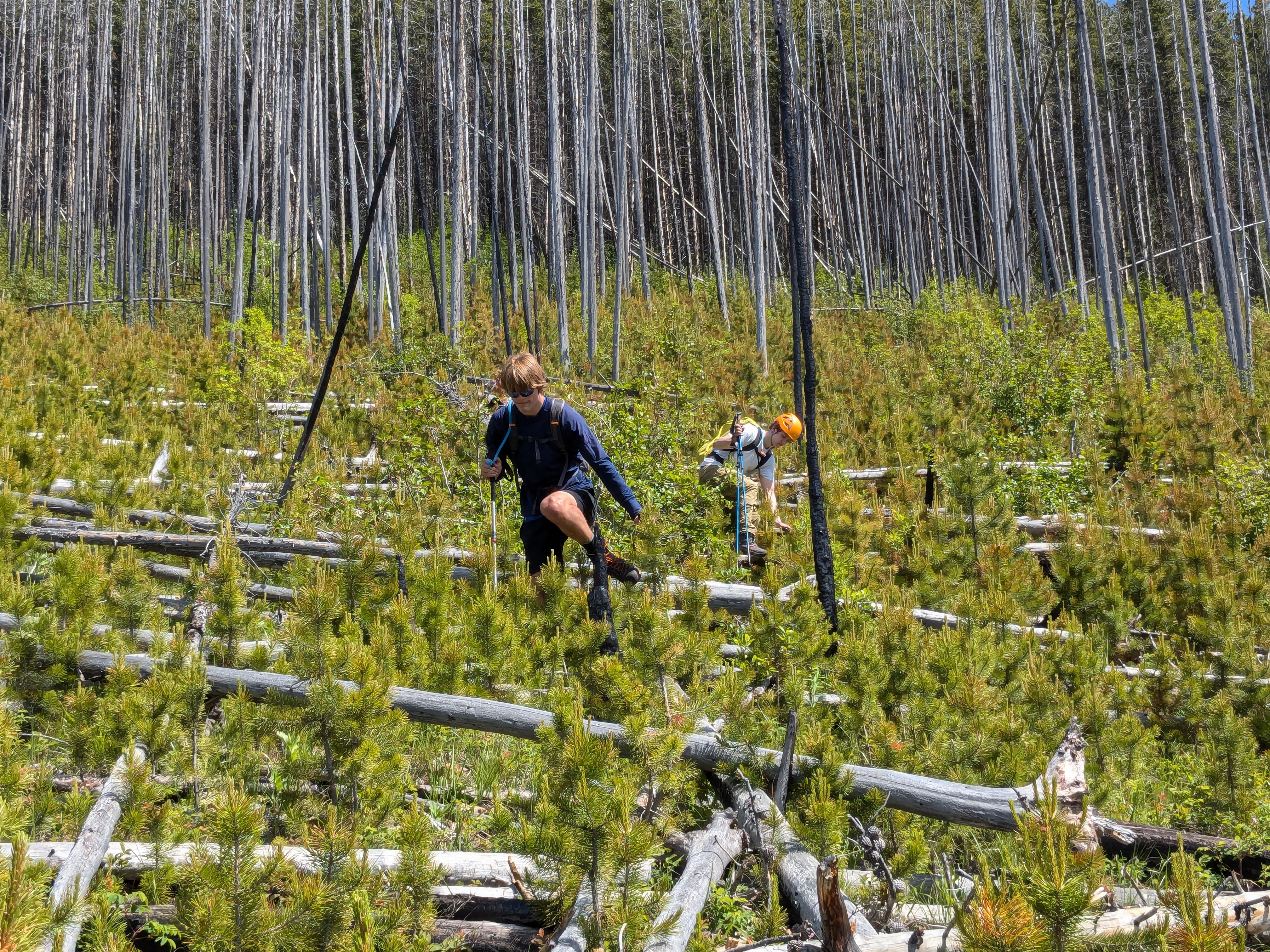 Bushwacking in the burn area on Volcano Peak